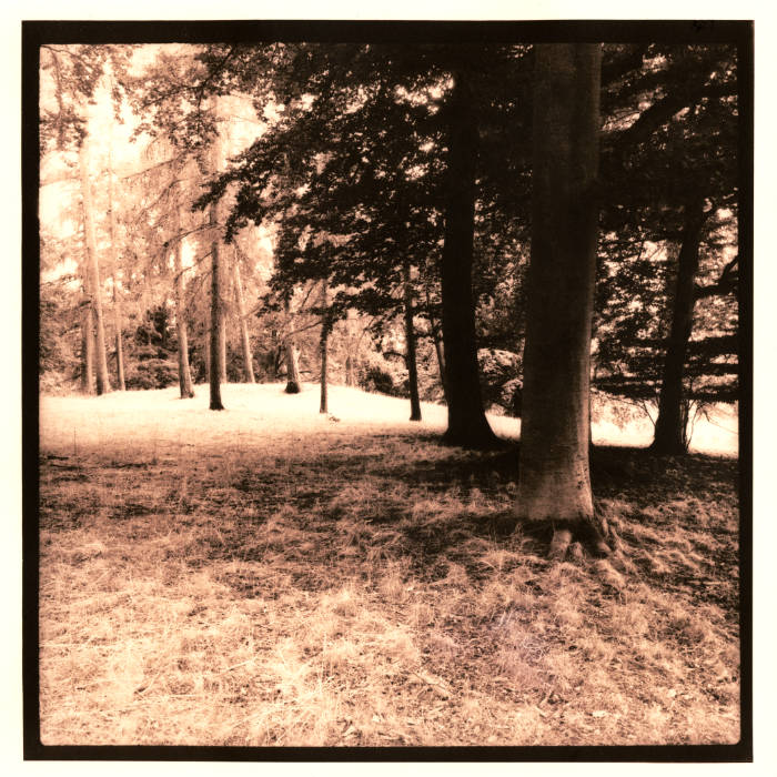 Between The Trees II