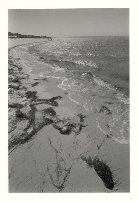 Shoreline
