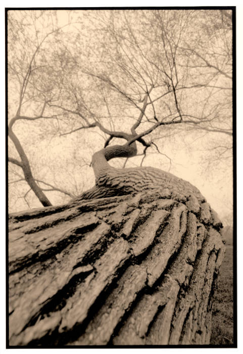 Lith Printing