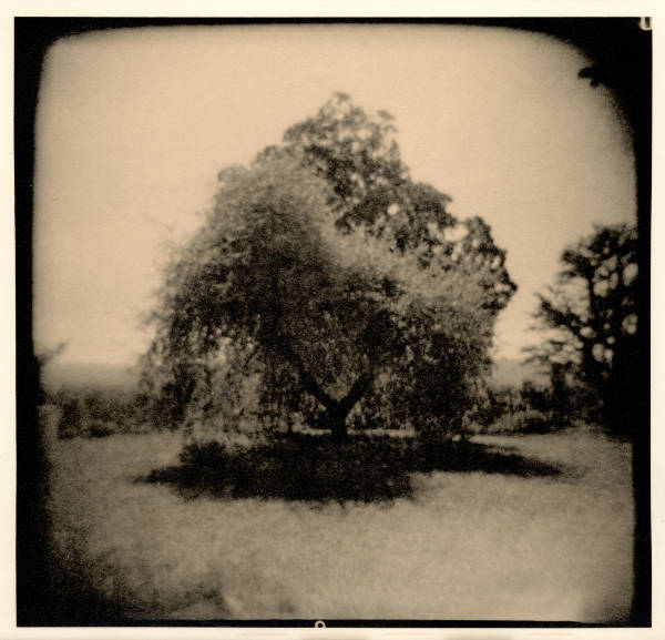 Tree II